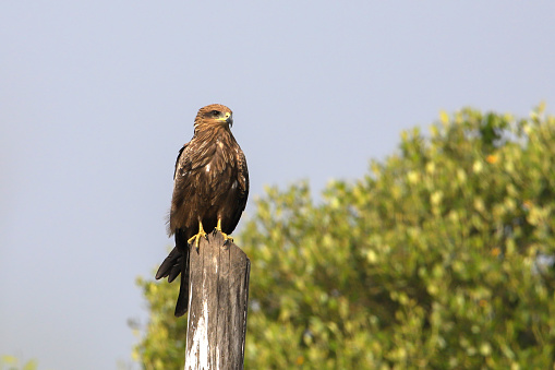 Indian spotted eagle .The Indian spotted eagle is a large South Asian bird of prey.
