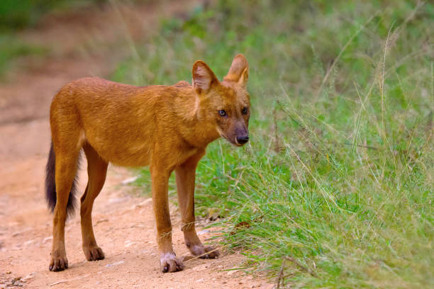 Indian Wild Dog, Cuon alpinus, Nagarhole Tiger Reserve, Karnataka, India  dhole stock pictures, royalty-free photos & images