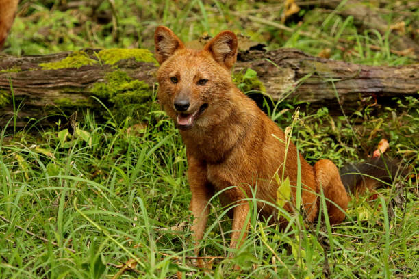 Indian Wild Dog or Dhole, Cuon alpinus , Nagarhole National park Karnataka, India  dhole stock pictures, royalty-free photos & images