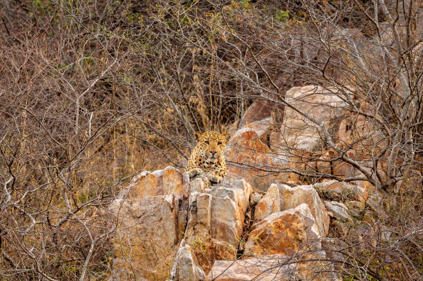 indian wild male leopard or panther resting on rock Aravalli Range hills at outdoor jungle safari at forest of rajasthan india - panthera pardus fusca indian wild male leopard or panther resting on rock Aravalli Range hills at outdoor jungle safari at forest of rajasthan india - panthera pardus fusca kota rajasthan stock pictures, royalty-free photos & images