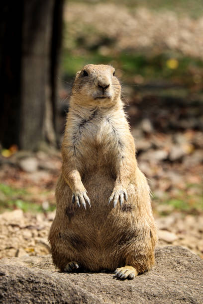 indifferent expression of an adult Black-tailed prairie dog standing on its hind legs staring into space. Knowing and protecting your young. Cynomys ludovicianus stock photo