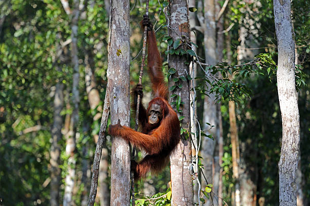 Indonesia: Orangutans in Tanjung Puting National Park stock photo