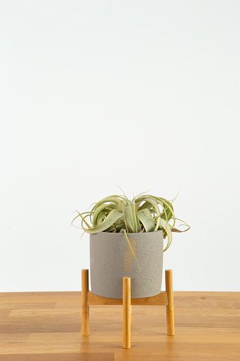 Air plant in gray ceramic pot on wooden table