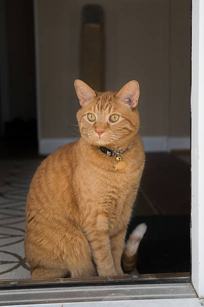 Best Orange Tabby Cat Stock Photos Pictures Royalty Best Orange Tabby Cat Stock Photos Pictures Royalty