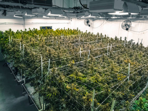 Indoor Commercial Growing Operation for Recreational Marijuana Plants stock photo