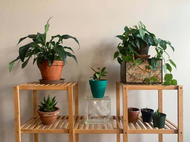 Indoor Garden with Houseplants Houseplants arranged on shelf haworthia stock pictures, royalty-free photos & images