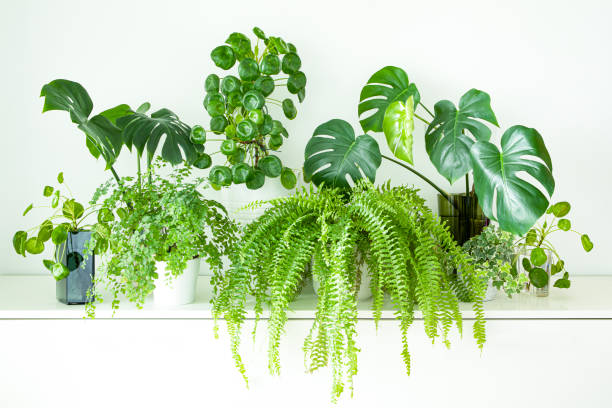 Indoor garden with popular house plants monstera, pilea peperomioides, boston fern, maidenhair fern Indoor gardening, indoor jungle with popular house indoor plants, monstera, pilea peperomioides, boston fern, maiden fern, english ivy. All on tope of set of white drawers against white wall. houseplant photos stock pictures, royalty-free photos & images