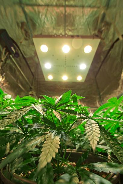 Indoor growing cannabis plants stock photo