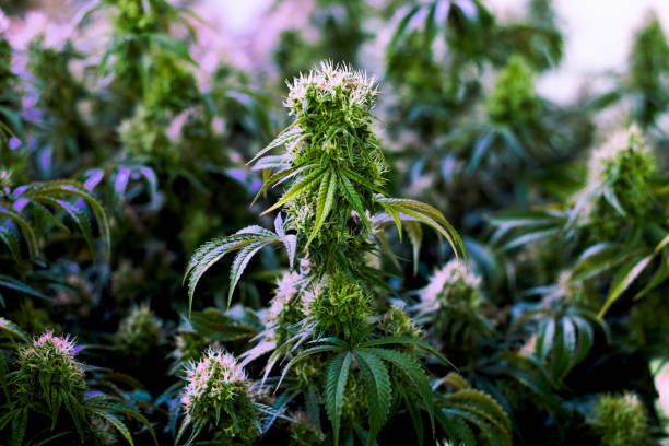Indoor grown green marijuana plant close to full maturity stock photo