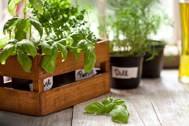 indoor herb garden, potted container plant by window sill - basil plant stockfoto's en -beelden