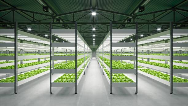 Indoor hydroponic vegetable plant factory in exhibition space warehouse. Interior of the farm hydroponics. Vegetables farm in hydroponics. Lettuce farm growing in greenhouse. Concrete floor. 3D render Indoor hydroponic vegetable plant factory in exhibition space warehouse. Interior of the farm hydroponics. Vegetables farm in hydroponics. Lettuce farm growing in greenhouse. Concrete floor. 3D render hydroponics stock pictures, royalty-free photos & images
