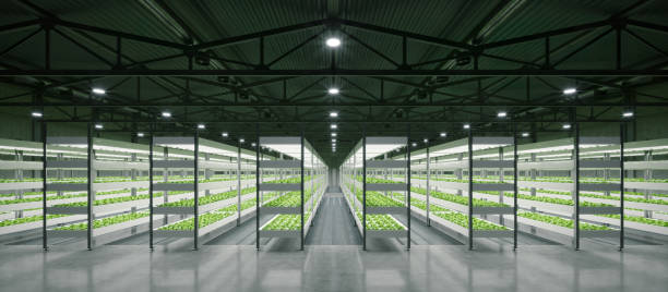Indoor hydroponic vegetable plant factory in exhibition space warehouse. Interior of the farm hydroponics. Vegetables farm in hydroponics. Lettuce farm growing in greenhouse. Concrete floor. 3D render Indoor hydroponic vegetable plant factory in exhibition space warehouse. Interior of the farm hydroponics. Vegetables farm in hydroponics. Lettuce farm growing in greenhouse. Concrete floor. 3D render hydroponics stock pictures, royalty-free photos & images