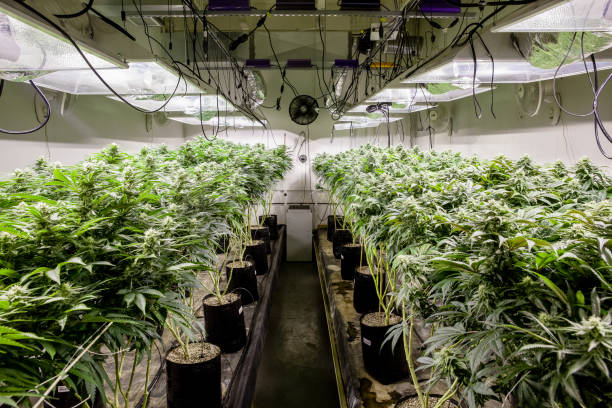 Indoor Marijuana Plants Weed being grown indoors. big plants under lights flowering plant stock pictures, royalty-free photos & images