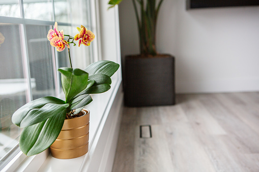 Yellow/red Phalaenopsis orchid in gold flower pot by window in living room.