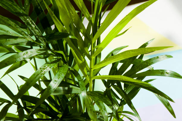 Indoor palm tree, Chrysalidocarpus Lutescens Areca stock photo