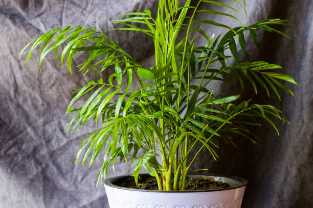 Indoor palm tree, Chrysalidocarpus Lutescens Areca plants, home air plants in room stock photo