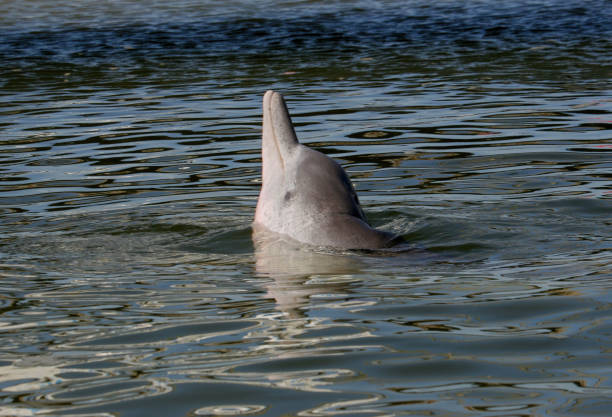 Indo-Pacific Humpback Dolphin stock photo