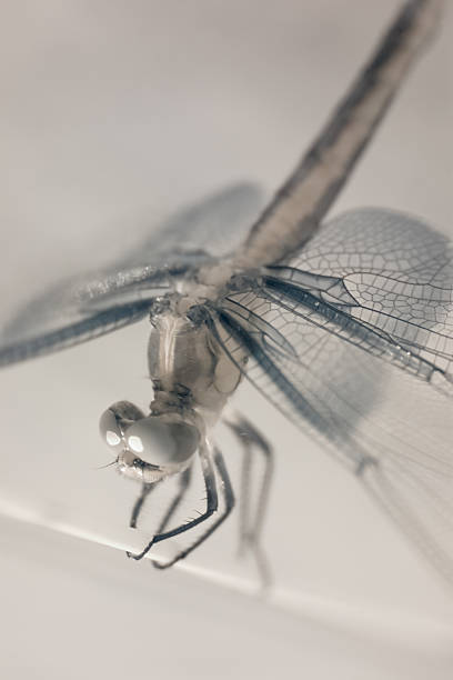 Infrared Dragonfly stock photo