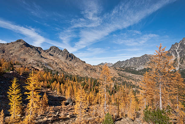Ingalls Peak and Headlight Basin in the Fall There’s a very unusual conifer tucked away in the high alpine basins of the Cascade Range of the Pacific Northwest. Each October when fall comes to the high country, the needles of the Alpine Larch change from green to glowing gold before they drop from the tree. This photograph, with Ingall's Peak in the background, was taken from Ingall's Pass in the Alpine Lakes Wilderness of Washington State, USA. alpine lakes wilderness stock pictures, royalty-free photos & images