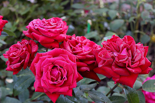 'Ingrid Bergman' Hybrid Tea Roses stock photo