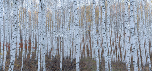 Autumn scenery of Inje birch forest, a popular photo spot for photographers.