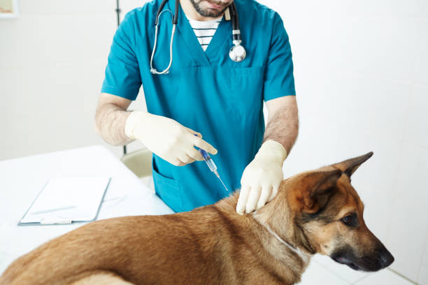 Dog Vaccine Stock Photos, Pictures & RoyaltyFree Images iStock