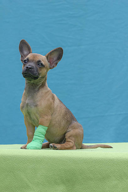 Injured puppy stock photo