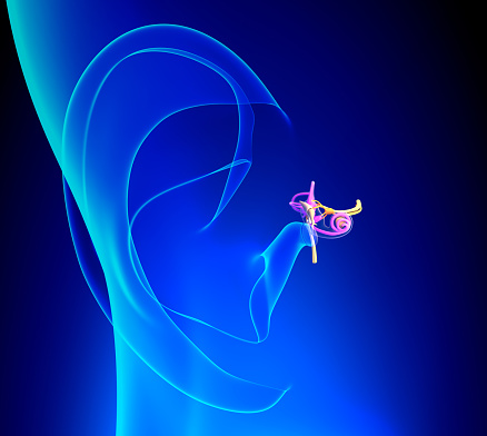 Inner Ear Detailed Anatomy With Pinna On Blue Background ...