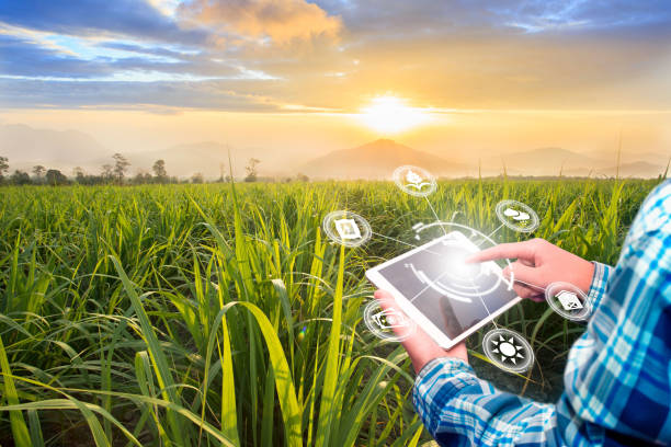 Innovation technology for smart farm system, Agriculture management, Hand holding smartphone with smart technology concept. stock photo