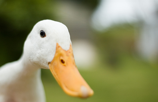 Close up of an inquisitive duck. Shallow depth of field: sharp focus on the eye.