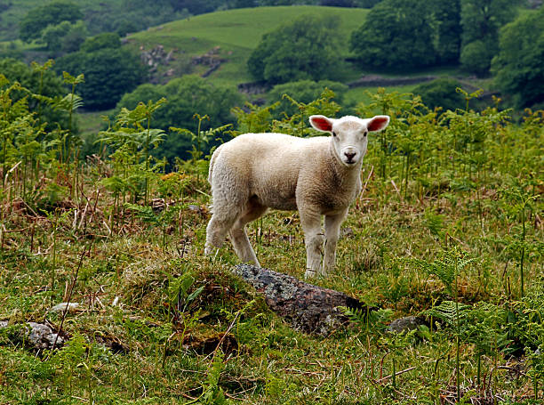 Inquisitive Lamb stock photo