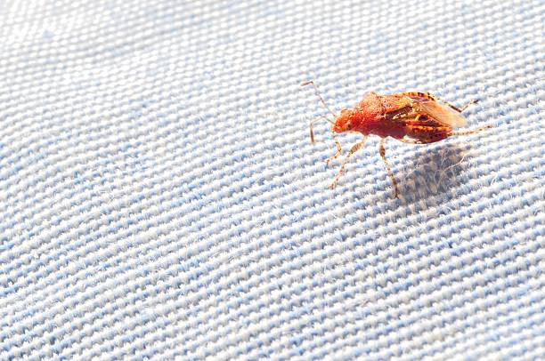 Insect on cloth An arthropode on a piece of cloth. bed bug treatment stock pictures, royalty-free photos & images