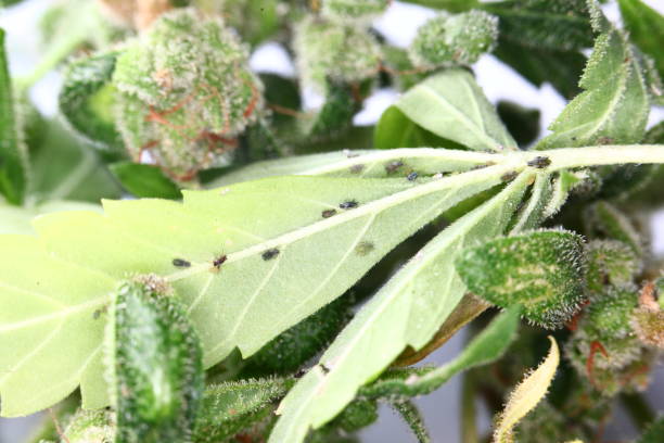 Insect pests on medical cannabis plants. stock photo