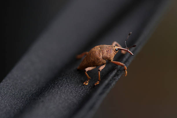 insect stock photo