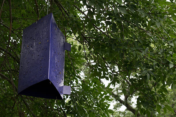 Insect trap in an ash tree to catch invasive insects A sticky trap hanging in an infected ash tree to catch signs of the invasive insect, the emerald ash borer ash borer stock pictures, royalty-free photos & images