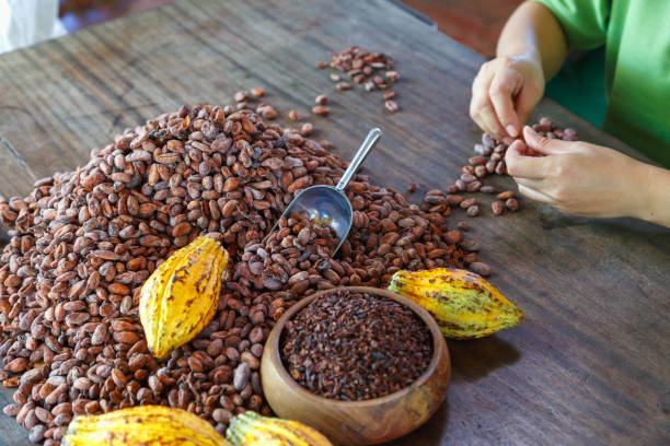 inspecting cocoa beans for quality by hand stock photo