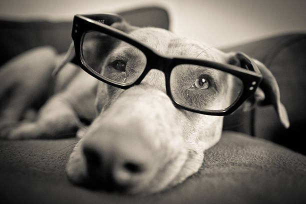 Intelligent Dog stock photo