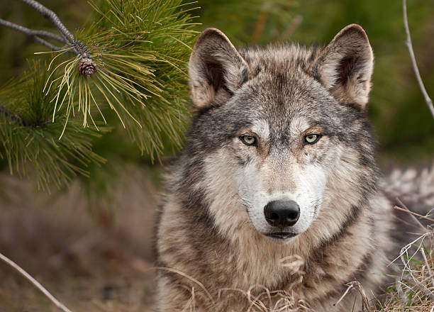 intense timber wolf (canis lupus) sits under pine - grijze wolf stockfoto's en -beelden