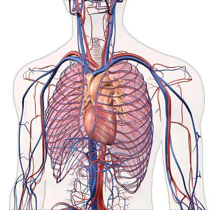 Interior View Of Human Chest Heart Lungs Arteries Veins