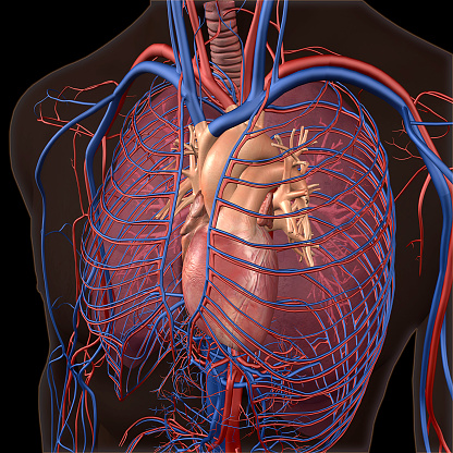 Артерии легких. Вены и артерии человека. Легочные вены анатомия врадают. Легкие артерии и вены