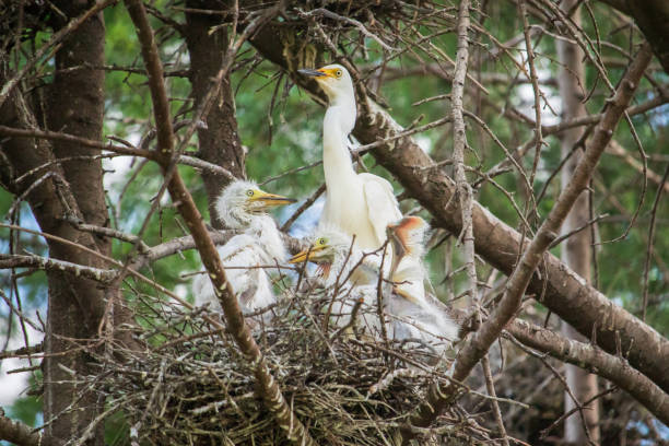Intermediate egret birds. stock photo