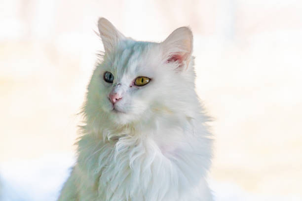 Internationally famous blue and yellow eyed Turkish van cat stock photo
