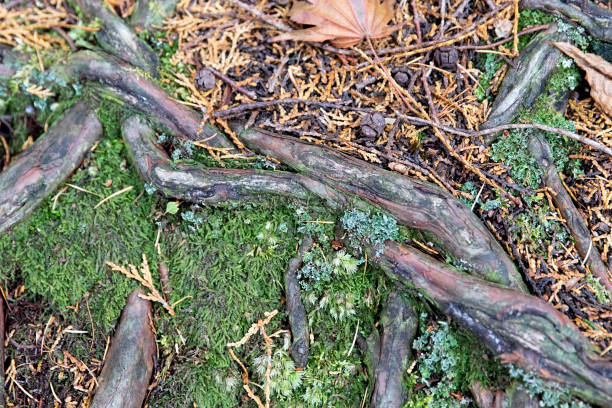 Intertwined Roots Intertwined Roots in the forest erik trampe stock pictures, royalty-free photos & images