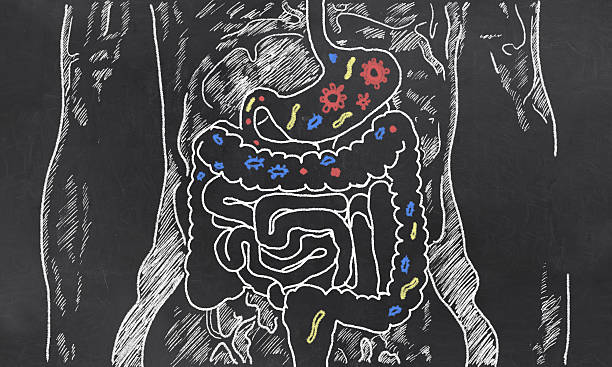 Intestines Sketch with Guts Bacteria Intestines with Gut Bacteria on Blackboard colon stock pictures, royalty-free photos & images