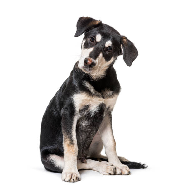 intrigued Crossbreed dog looking at the camera stock photo