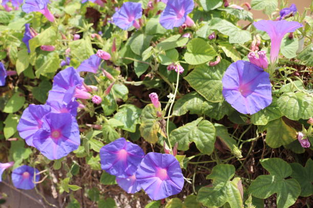 Ipomoea purpurea in the garden, Germany stock photo