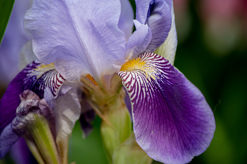 a closeup of the petals on an iris flower