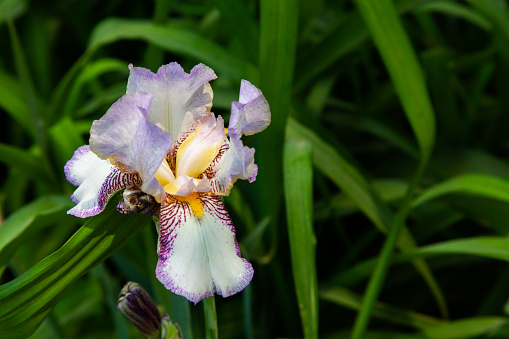 Iris petals close-up in the garden