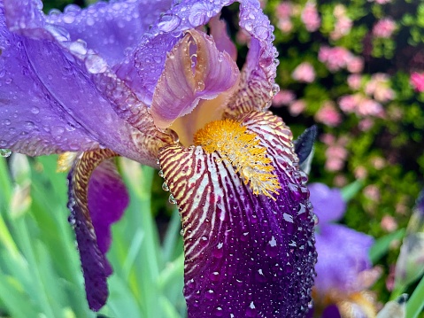 Iris - Purple Flower