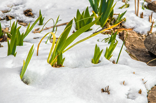 Iris shoots growing in the snow in early spring - selective focus